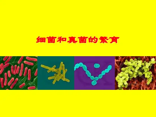 细菌和真菌的繁殖PPT课件(初中科学)