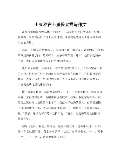 土豆种在土里长大描写作文