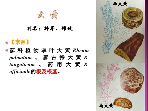 药材商品鉴定技术实验五薄荷大黄的鉴定中制专业