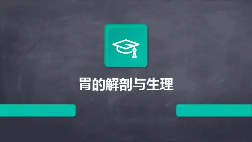 胃的解剖与生理