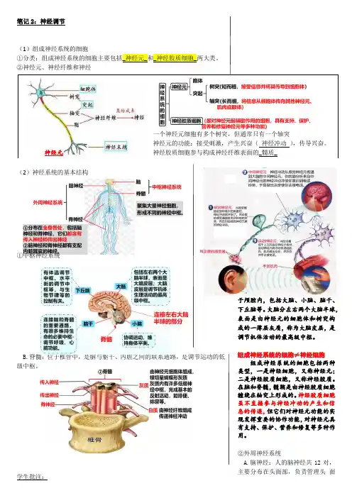 笔记2神经调节(word)