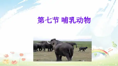 人教版初中八年级生物上册第七课哺乳动物ppt课件