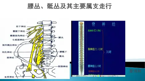 腰骶丛及分支