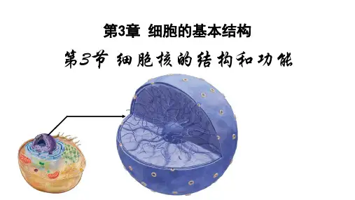 细胞核的结构和功能课件高一上学期生物人教版必修1(3)