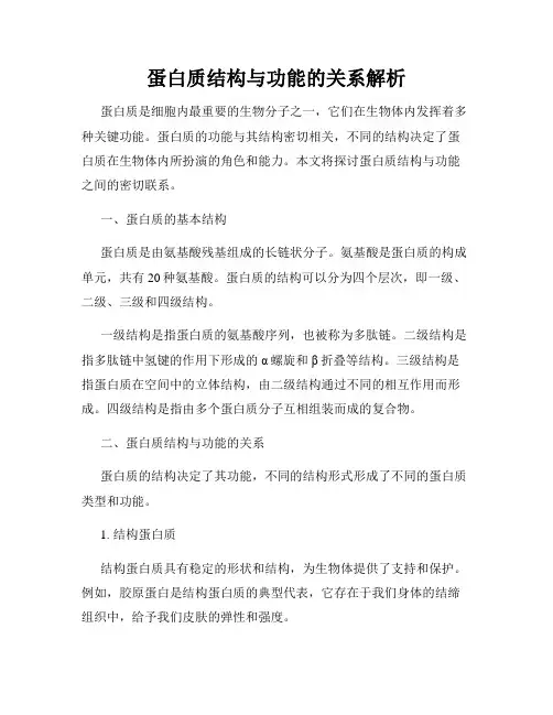 蛋白质结构与功能的关系解析
