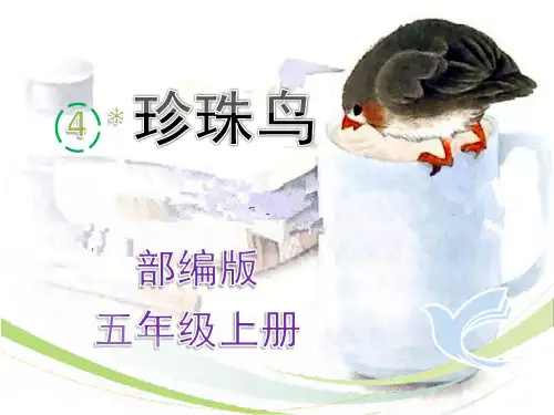 部编版五年级上册《珍珠鸟》最新精品课件ppt完美版