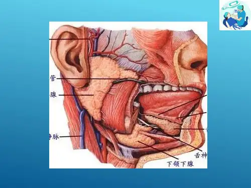 牙体解剖生理—牙的组成与分类(口腔解剖生理学课件)