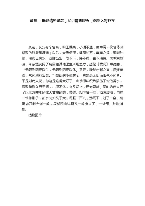 黄柏---既能清热燥湿，又可滋阴降火，炮制入肾疗疾