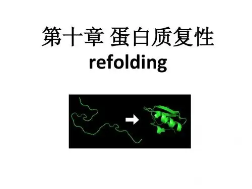12 蛋白质复性