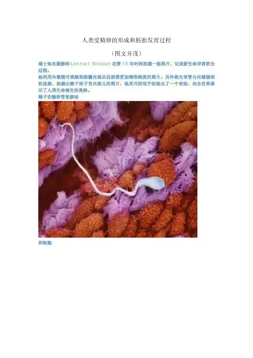 人类受精卵的形成和胚胎发育过程