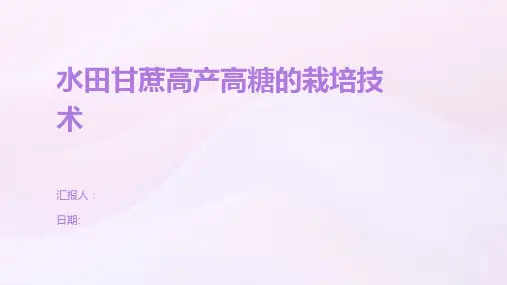 水田甘蔗高产高糖的栽培技术