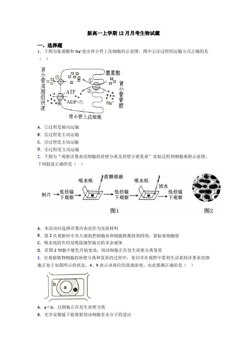 新高一上学期12月月考生物试题