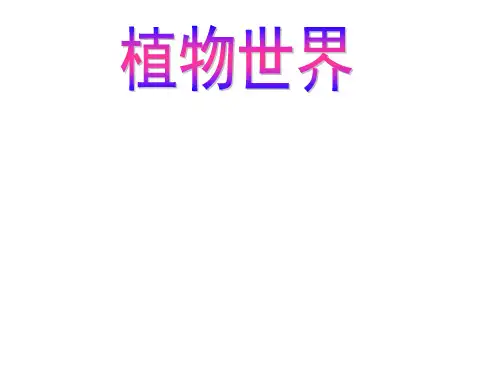 植物的进化.ppt