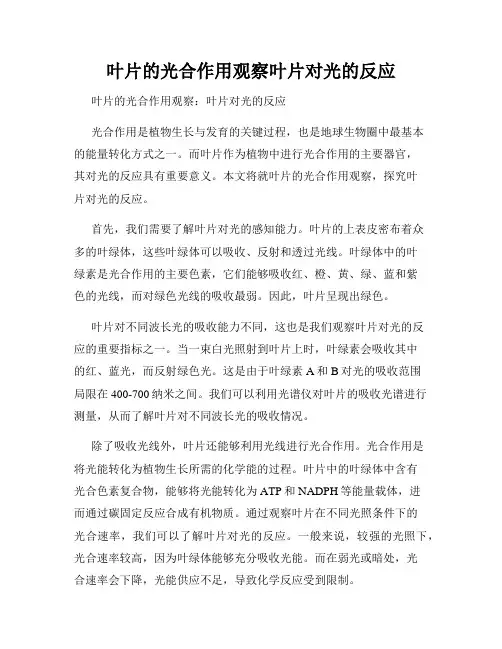 叶片的光合作用观察叶片对光的反应