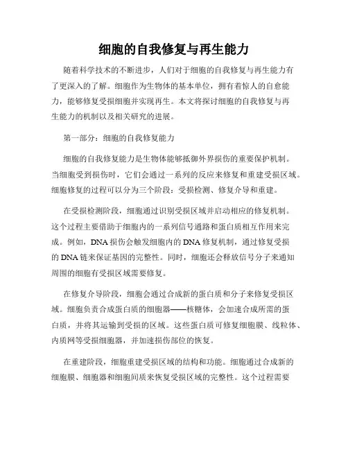 细胞的自我修复与再生能力