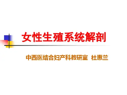 12第二章 女性生殖系统解剖