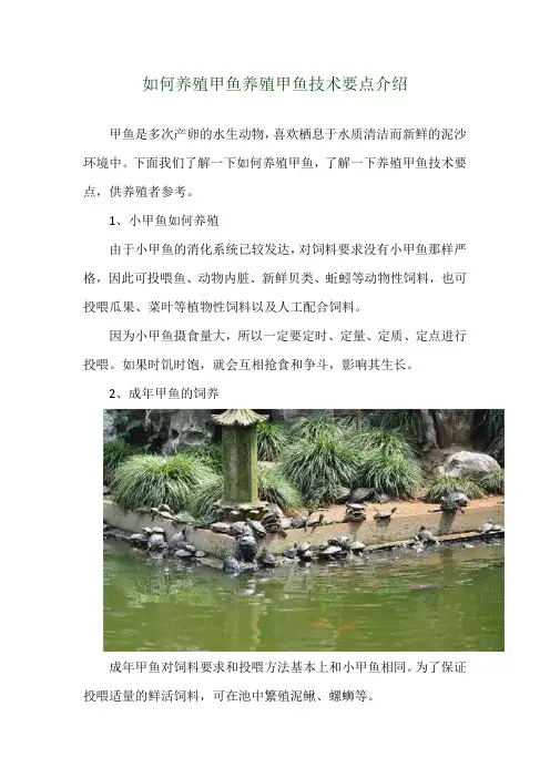 如何养殖甲鱼 养殖甲鱼技术要点介绍