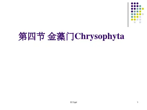 水生化学金藻门黄藻门