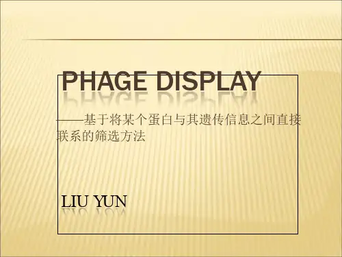 2019-2020年人教统编噬菌体展示技术的原理及其应用幻灯片