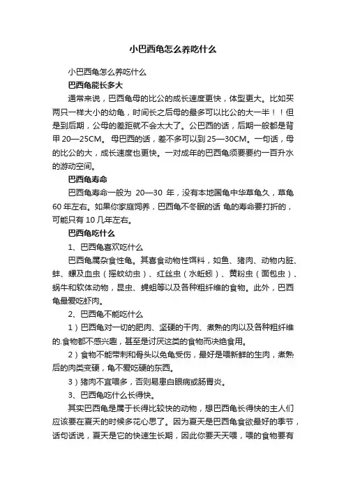 小巴西龟怎么养吃什么