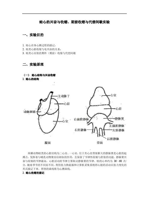 蛙心的兴奋与收缩、期前收缩与代偿间歇实验