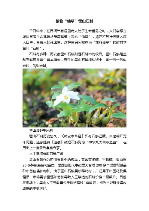 植物“仙草”霍山石斛