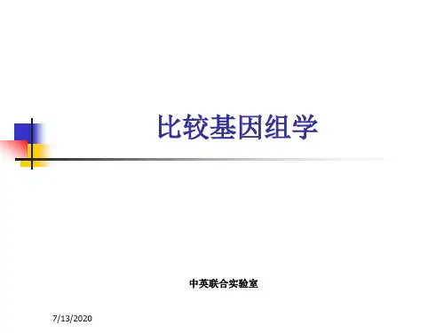 基因组学课件8比较基因组学