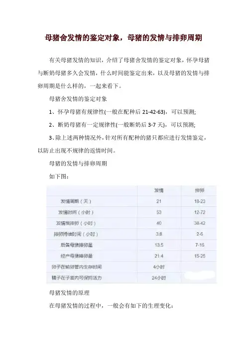 母猪舍发情的鉴定对象,母猪的发情与排卵周期