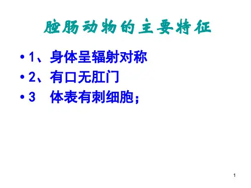 腔肠动物的主要特征PPT课件