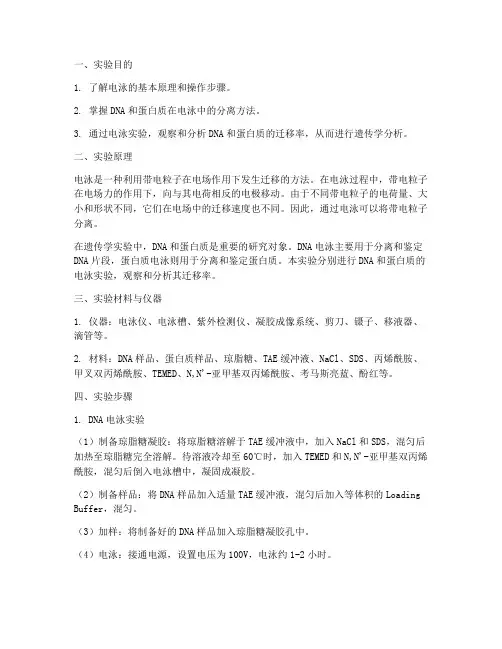 遗传学电泳实验报告