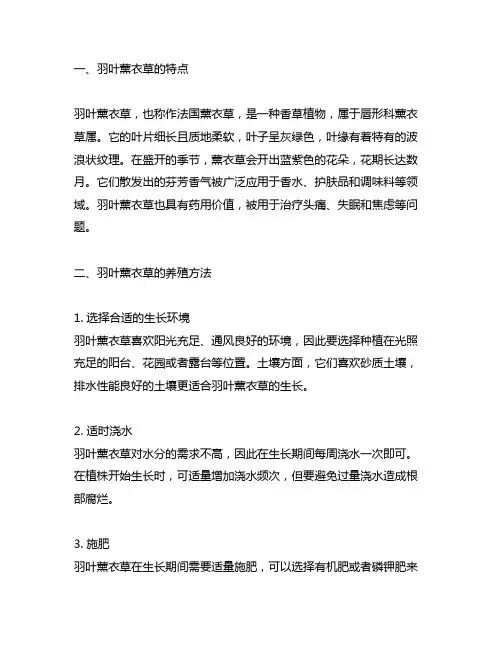羽叶薰衣草养殖方法和注意事项