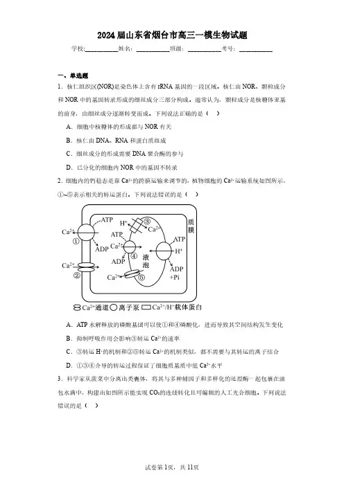 2024届山东省烟台市高三一模生物-试题含解析