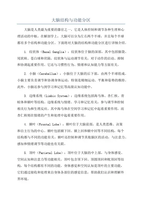 大脑结构与功能分区