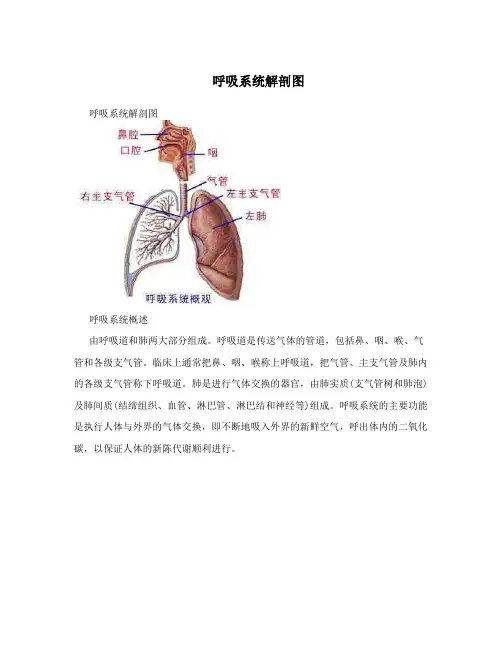 呼吸系统解剖图