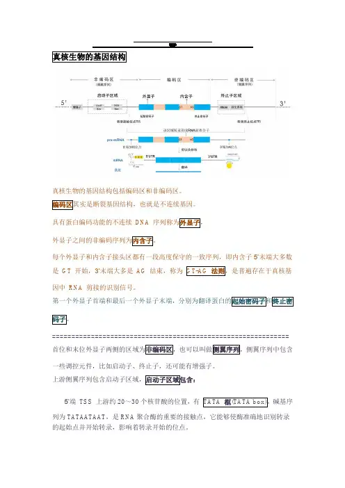 真核生物的基因结构