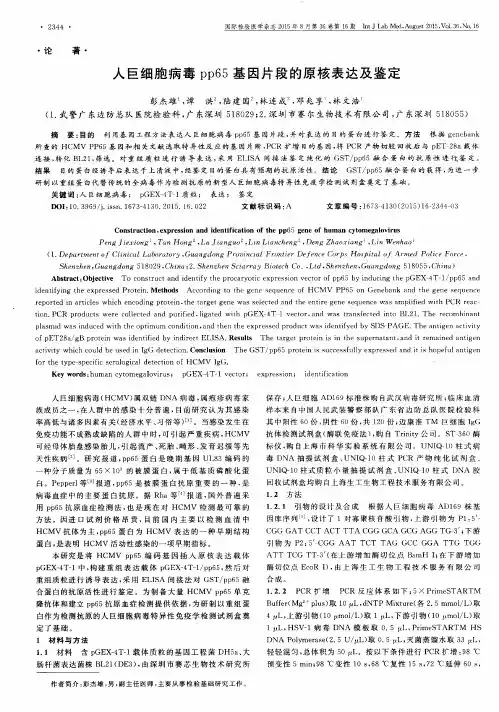 人巨细胞病毒 pp65基因片段的原核表达及鉴定
