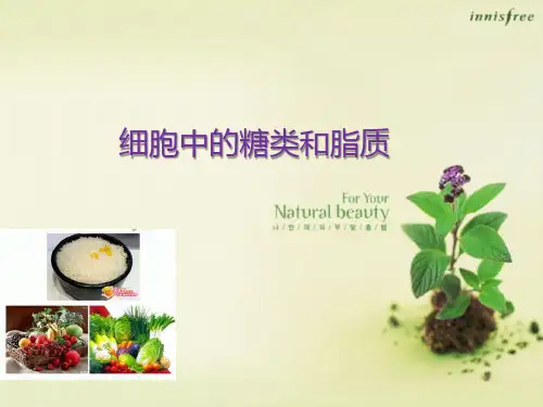 高中生物必修一《细胞中的糖类和脂质》