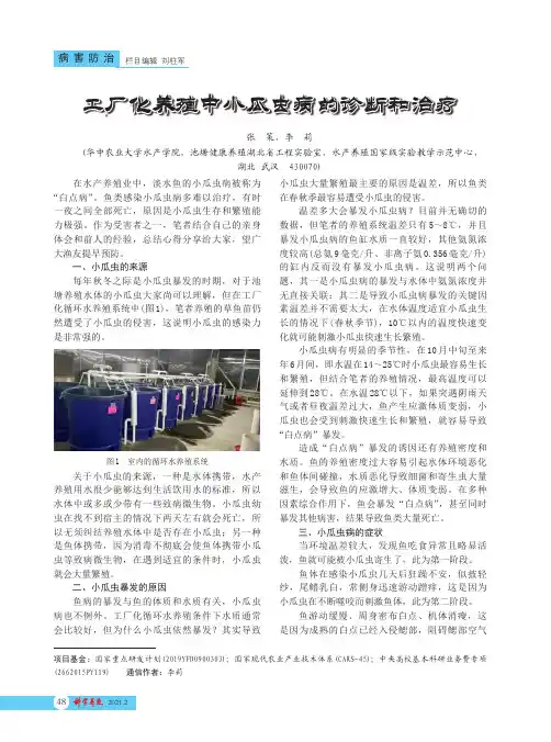 工厂化养殖中小瓜虫病的诊断和治疗