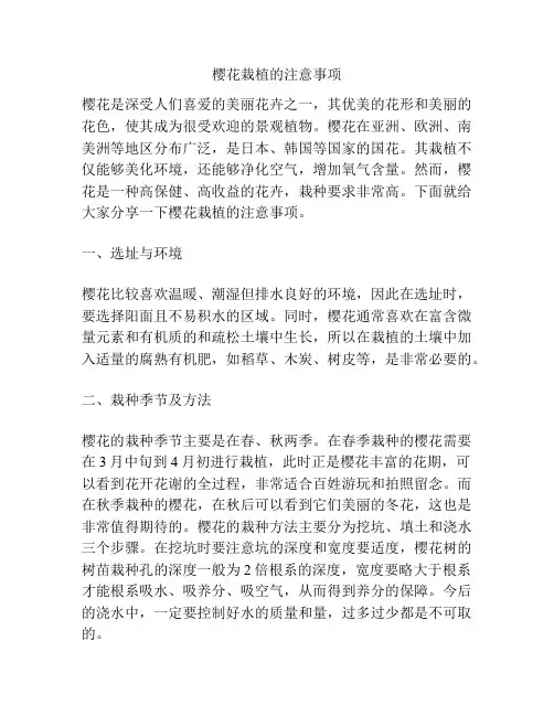 樱花栽植的注意事项