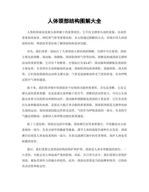 人体颈部结构图解大全