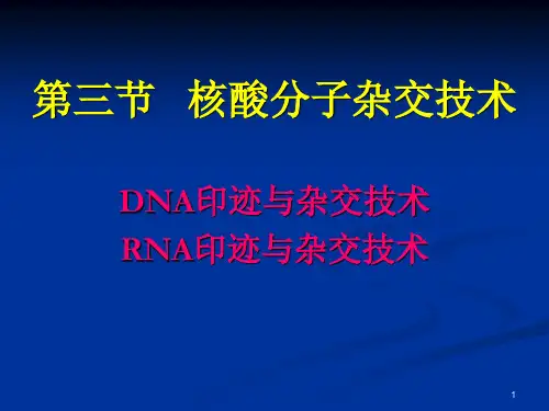 DNA印迹与杂交技术PPT课件