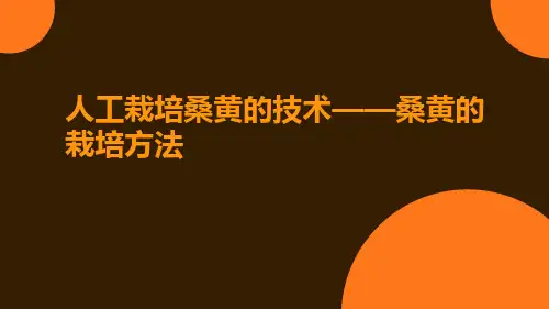 人工栽培桑黄的技术_桑黄的栽培方法