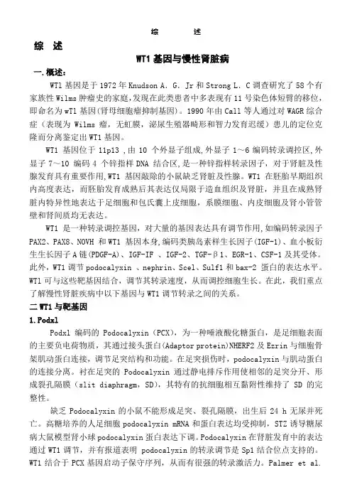 WT1基因与慢性肾脏病