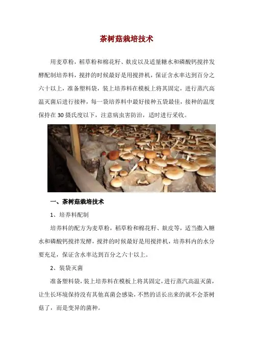 茶树菇栽培技术