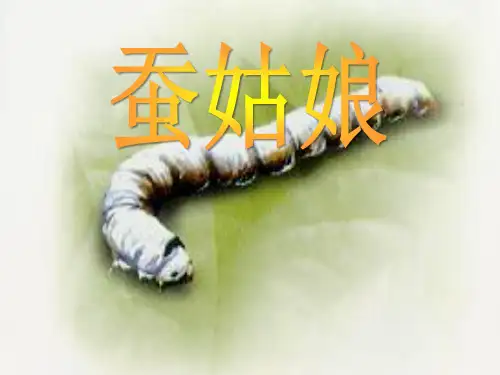 《蚕姑娘》PPT课件3