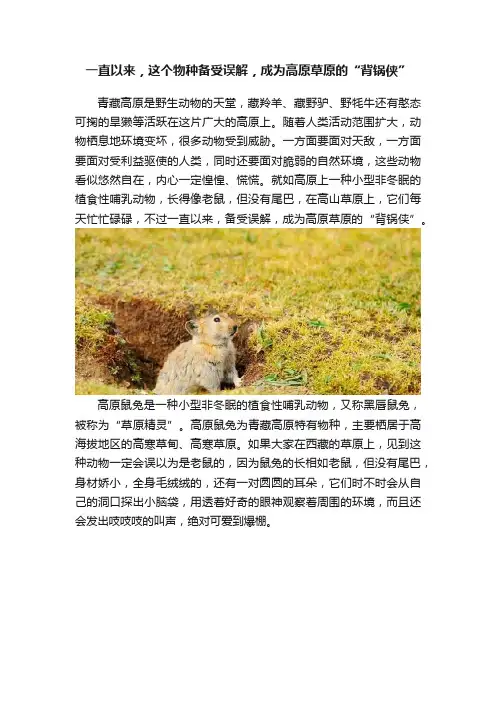 一直以来，这个物种备受误解，成为高原草原的“背锅侠”