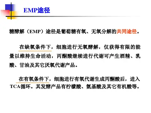酵母菌的酒精发酵