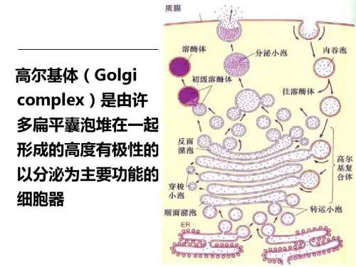 细胞生物学溶酶体过化物酶体-精选文档