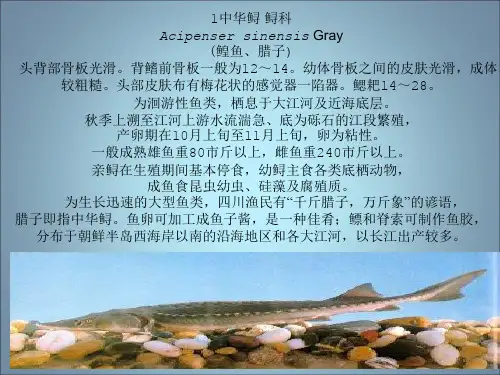 《淡水鱼图集》PPT课件