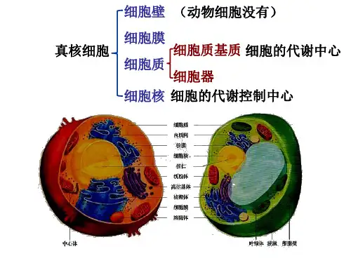 高中生物课件-2-2细胞器